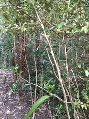 Melicytus ramiflorus ramiflorus