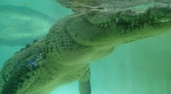 Crocodylia