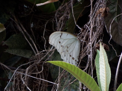 Morpho polyphemus polyphemus