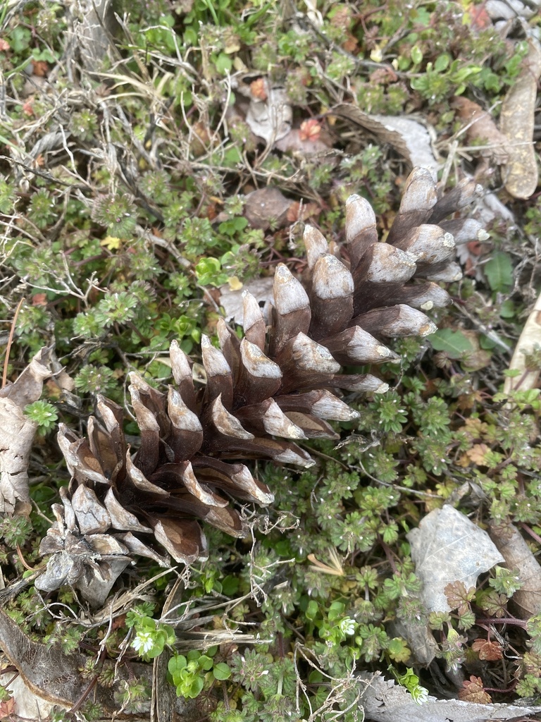 eastern white pine from Pace Ln, Kevil, KY, US on February 24, 2023 at ...