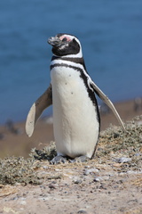 Magellanic Penguin photo 3