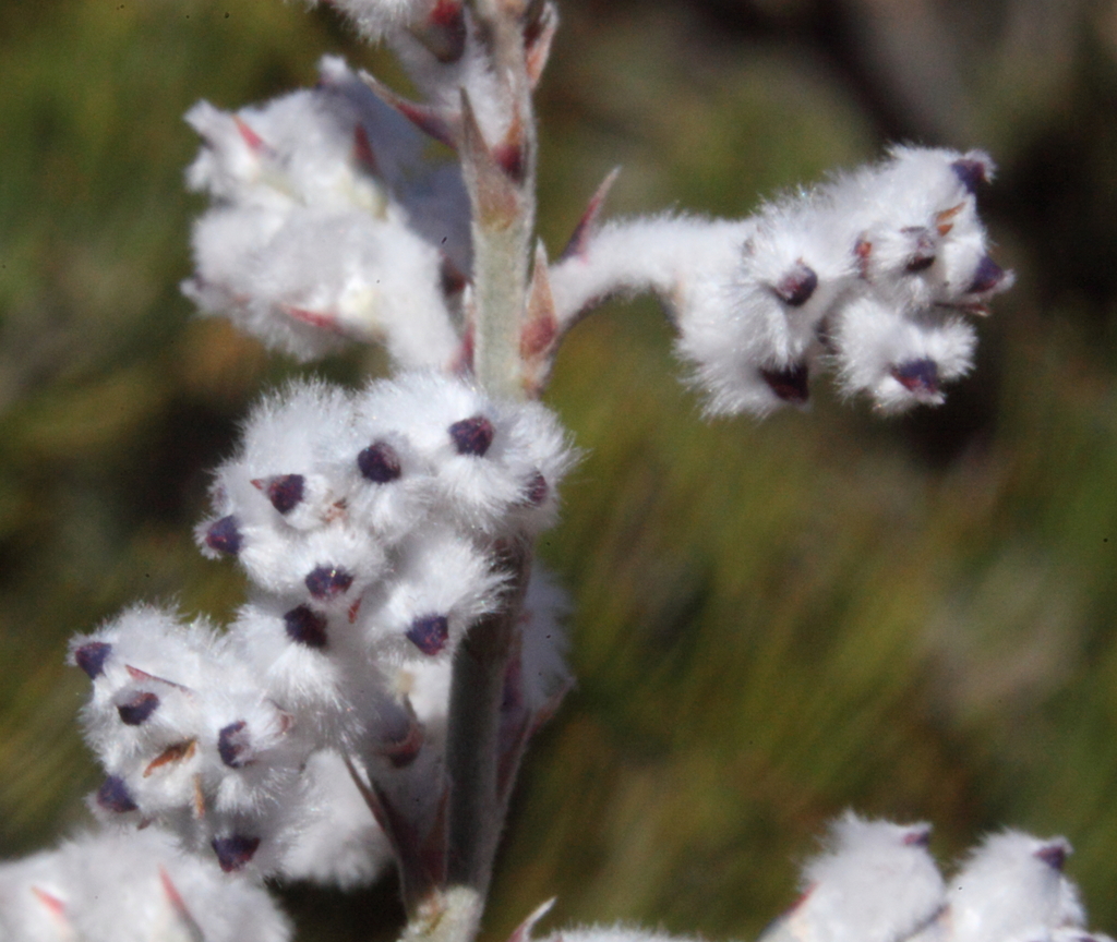 plume smokebush