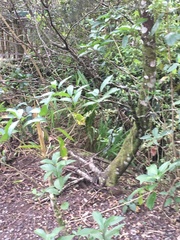 Melicytus ramiflorus ramiflorus