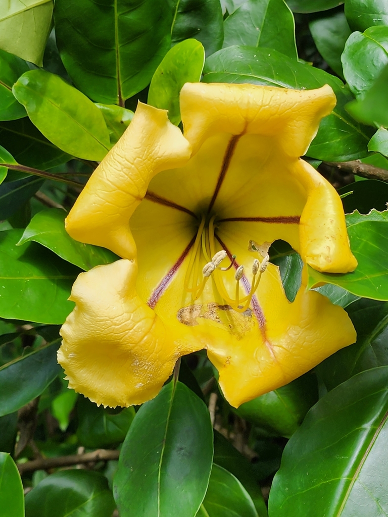 golden chalice vine from Haleiwa, HI 96712, USA on March 05, 2023 at 01