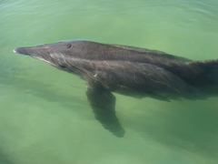 Steno bredanensis