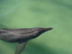 Steno bredanensis