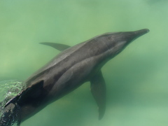 Steno bredanensis