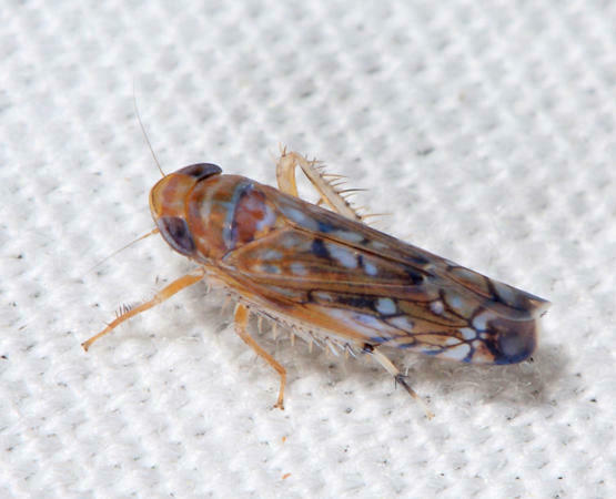 Scaphoideus camurus