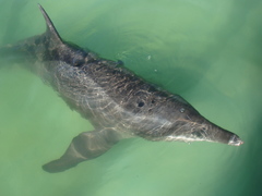 Steno bredanensis