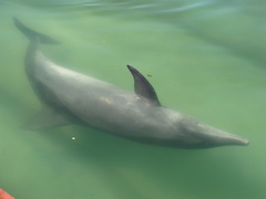 Steno bredanensis