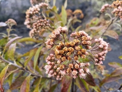 Pluchea carolinensis, recorded flowering