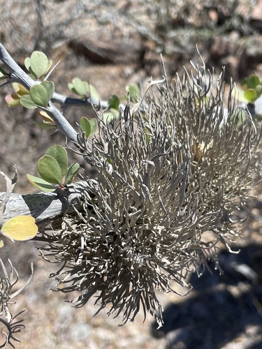 Roccella gracilis