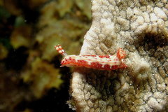 Hypselodoris decorata