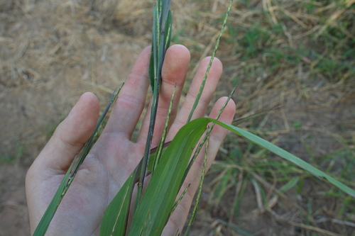 Coelorachis striata