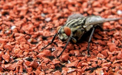 Sarcophagidae