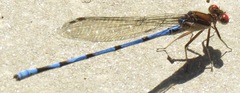 Argia joergenseni