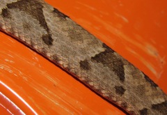 Bothrops monsignifer