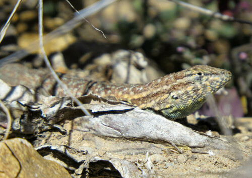 Common Side-blotched Lizard