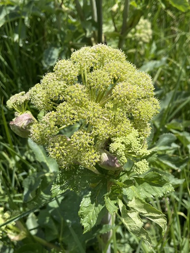 giant angelica (Angelica ampla)
