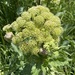 Giant Angelica - Photo (c) loribrummer, some rights reserved (CC BY-NC), uploaded by loribrummer