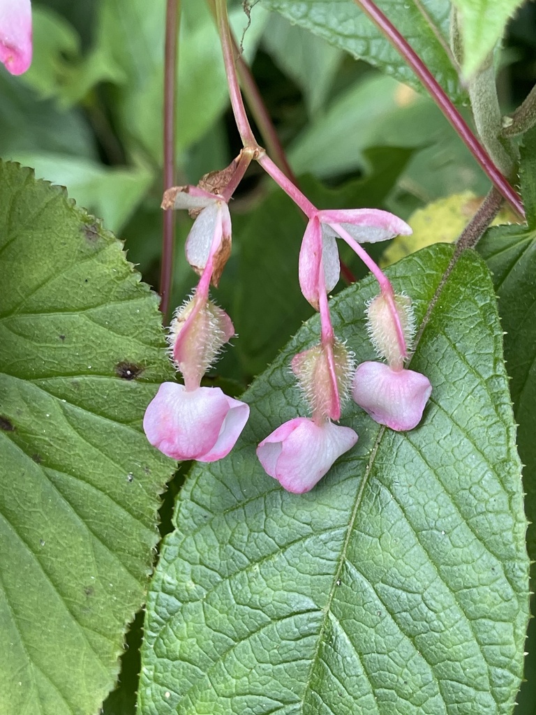 Begonia oaxacana