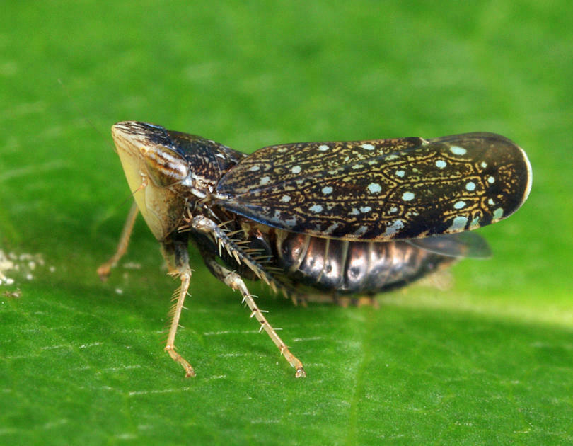 Yellow-faced Leafhopper