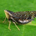 Yellow-faced Leafhopper - Photo (c) Tom Murray, some rights reserved (CC BY-NC), uploaded by Tom Murray