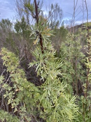 Artemisia palmeri