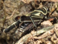 Ripipteryx rivularia