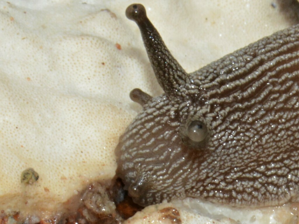Parglogenia