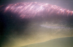 Steno bredanensis