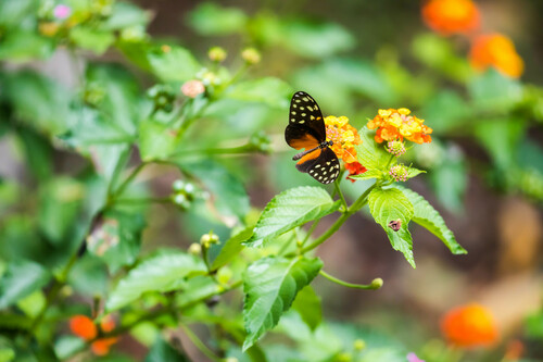 Callithomia hezia