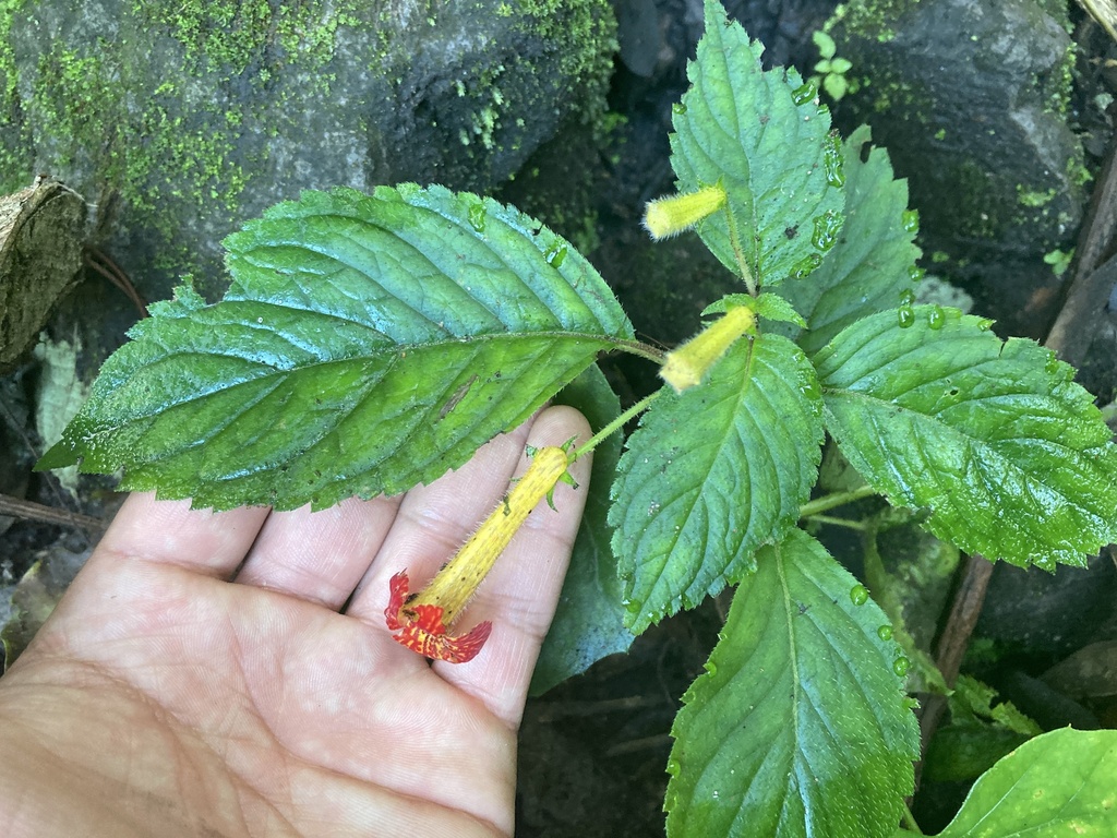 Achimenes antirrhina from Tepic, NAY, MX on September 29, 2021 at 06:38 ...