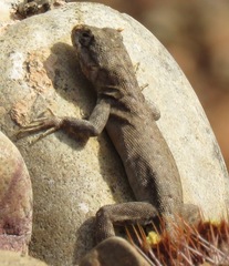 Tropidurus azurduyae