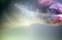 Steno bredanensis