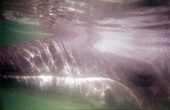 Steno bredanensis