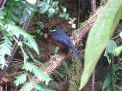 Ochthoeca cinnamomeiventris