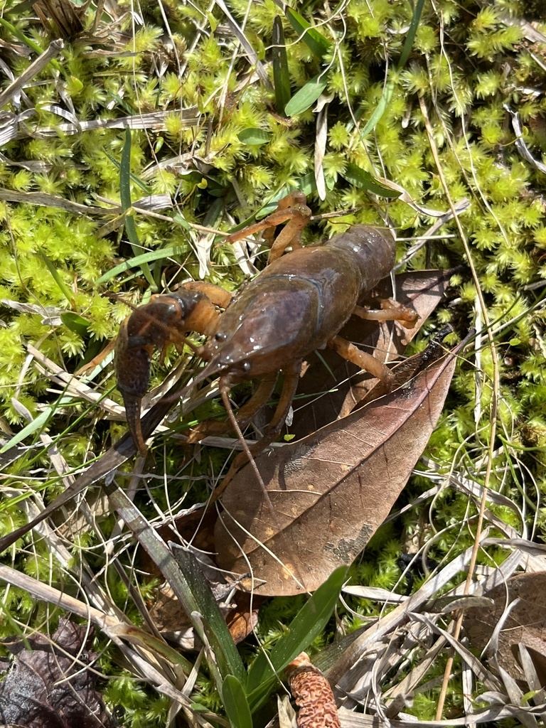 Poor Crayfish