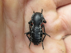 Zopherus laevicollis