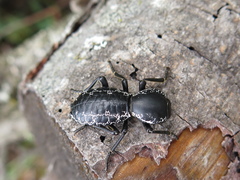 Zopherus laevicollis