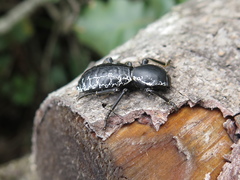 Zopherus laevicollis