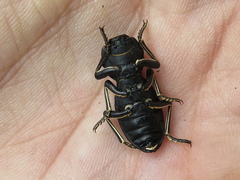 Zopherus laevicollis