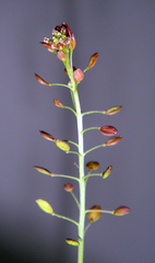 Lepidium peregrinum