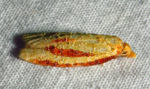 Two-striped Sparganothis Moth