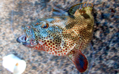Epinephelidae