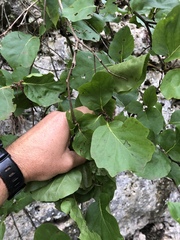 Styrax platanifolius