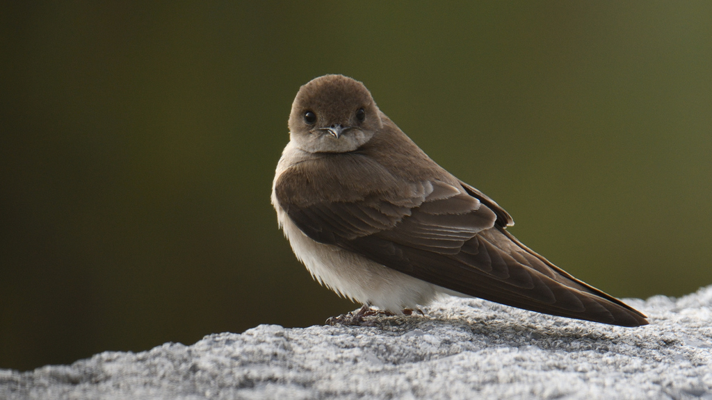 Northern Rough-winged Swallow from Sabinas Hidalgo, Nuevo León, Mexico ...