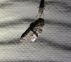 Idaea pervertipennis