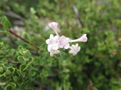 Vesalea subcoriacea
