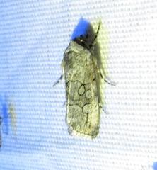 Sympistis sectiloides